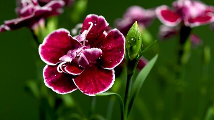 Elegant dark crimson and muted pink carnations on a  background