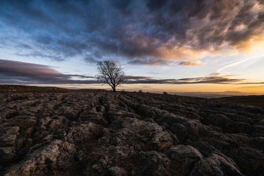 Winter sunset over the Lone Tree at Malham Cove &ndash; Yorkshire Dales.
