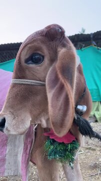 Gir Cow Calf Standing in Farm &ndash; Young Livestock Close-Up Scene