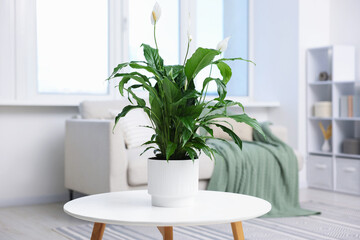 Naklejka premium Beautiful spathiphyllum (peace lily) houseplant with flowers on table at home