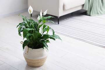 Beautiful spathiphyllum (peace lily) houseplant with flowers. Space for text