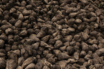 Harvest of earthy roots fills the rustic ground under soft afternoon light in the countryside