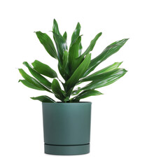 Beautiful potted cornstalk dracaena houseplant isolated on white