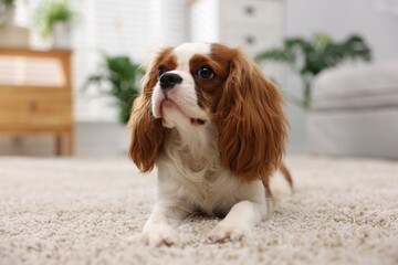 Cute dog and green houseplants at home