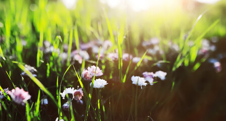 Naklejka premium The first flowers against the background of green spring. Spring bloom.