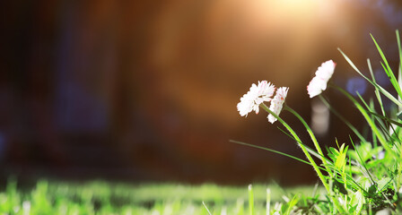 Naklejka premium The first flowers against the background of green spring. Spring bloom.