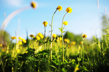 Spring bloom. The first flowers against the background of green spring.