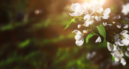 Naklejka premium The first flowers against the background of green spring. Spring bloom.