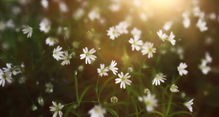 Naklejka premium The first flowers against the background of green spring. Spring bloom.