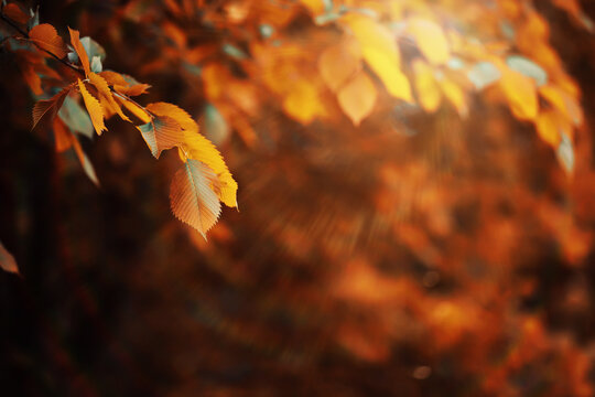 Fototapeta Beautiful Nature Autumn landscape. Scenery view on autumn city park with golden yellow foliage in Sunny day. Walking path in the city Park strewn with autumn fallen leaves.