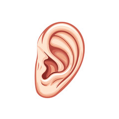 Stylized Human Ear Anatomy Illustration Detailed View