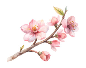 Cherry Blossom Branch Watercolor Element  isolated on white background