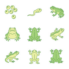 Life cycle of a frog icons set, showing eggs, tadpole, and various adult amphibian stages vector illustration.