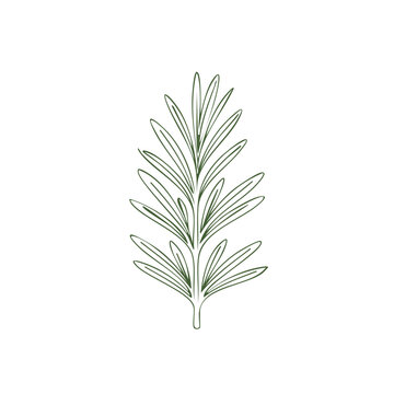 Minimalist Rosemary Leaf Illustration