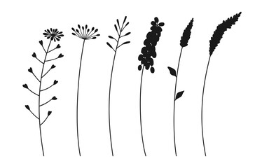 Set of various wildflower cluster inflorescence silhouettes, black color on white background. Hand-drawn flowers and leaves. Wild plants for design projects. Vector illustration