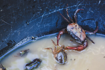 A close-up of a bucket full of small, muddy crabs.