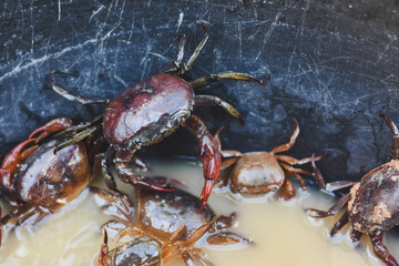 A close-up of a bucket full of small, muddy crabs.