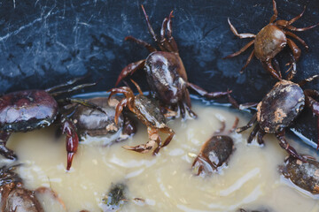 A close-up of a bucket full of small, muddy crabs.