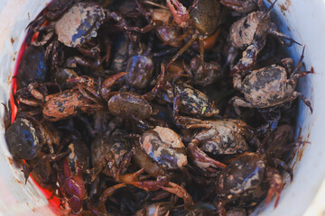 A close-up of a bucket full of small, muddy crabs.