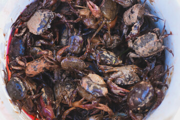 A close-up of a bucket full of small, muddy crabs.