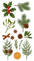 Christmas botanical illustration with holly, pine, mistletoe, cinnamon, star anise, rosemary, thyme, orange slice, and pine cones.