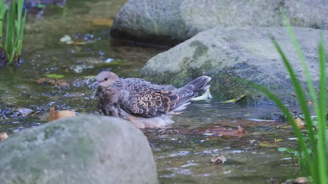 Oriental Turtle Dove (Streptopelia orientalis) Bathing, Pausing, and Re-Bathing Ritual in Water - Avian Contemplation 4K HDR
