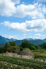 茶畑のある里山の風景