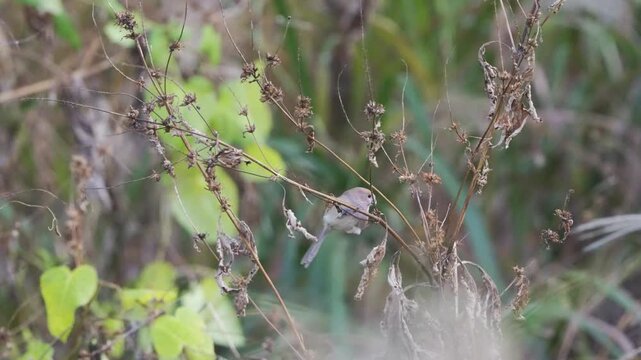 Vinous-throated Parrotbill Pecking and Breaking Dry Stick to Forage (4K HDR)