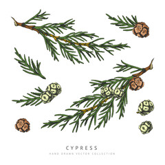 Obraz premium Cypress cones and branches hand drawn vector collection, conifer tree elements botanical sketch, Xmas decoration