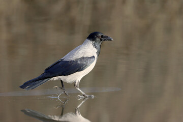 Hooded crow