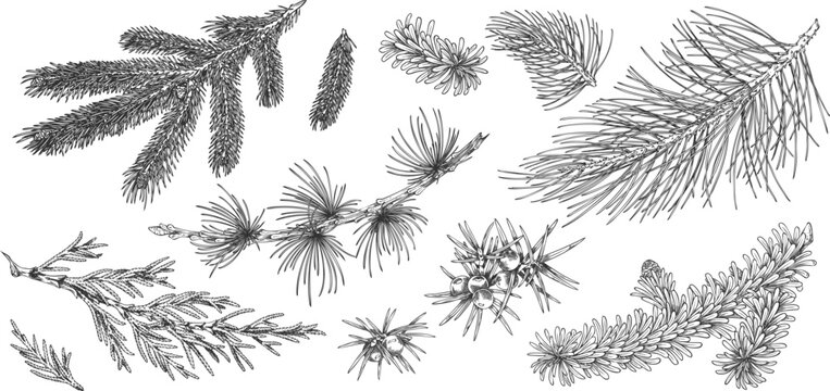 A set of monochrome, vintage-style hand-drawn icons of various coniferous branches.