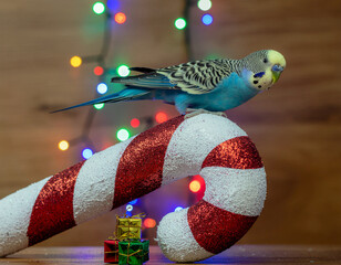 Parrot perched on a large candy cane, feathers catching the glow of multicolored christmas lights. Ai