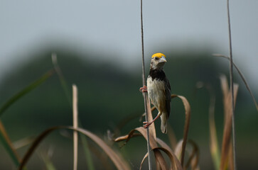 A cute black breasted bayaweaver bird is seen perched on a wild tall grass twig near a wetland lake