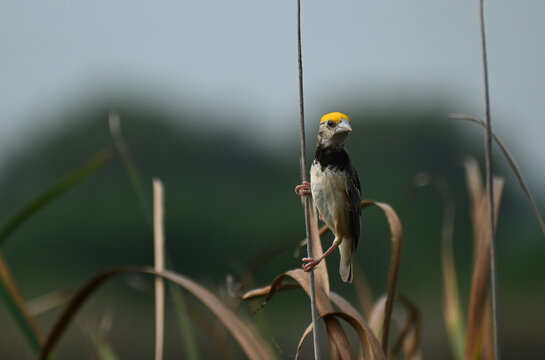 A cute black breasted bayaweaver bird is seen perched on a wild tall grass twig near a wetland lake - Powered by Adobe