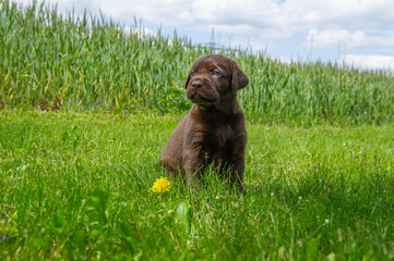 Brauner Labrador Retriever Welpe auf der Wiese