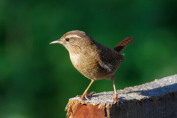 Close-up of an adult Eurasian wren perched on a wooden board perpendicular to the camera lens against a green background on a sunny autumn day.