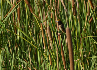 A cute black breasted baya weaver bird is seen perched on the wild tall grass near a wetlands lake