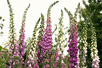 purple foxglove spike in the garden. © Angelina