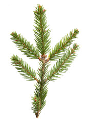 Spruce pine green branch isolated on  white background. Christmas tree