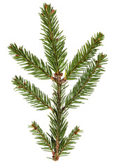 Spruce pine green branch isolated on  white background. Christmas tree