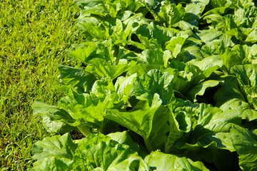Cabbage vegetables on a sunny farm.