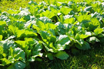 Cabbage vegetables on a sunny farm.