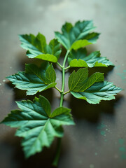shallow shot captures meticulously arranged flat lay intricately patterned nettle leaves subtle morning
