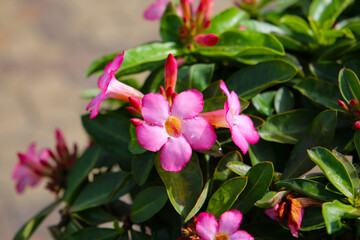 Adenium obesum, Desert rose flowers in full bloom.