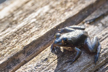 A bullfrog—likely the American bullfrog (Lithobates catesbeianus) according to identification on iNaturalist. Please check ID with an expert if your project requires accuracy. In Corkscrew, Florida.