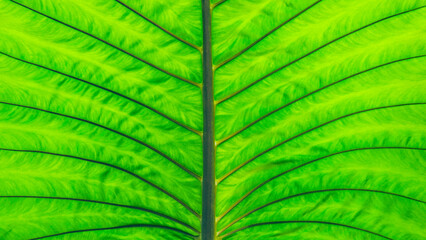 Vibrant Green Translucent Leaf Veins and Symmetrical Structure Background (Horizontal)
