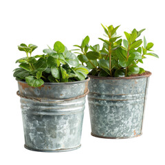 Obraz premium Two metal pots with fresh green herbs and small shrubs on a bright surface on transparent background