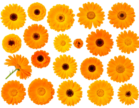 - Calendula Flower Collection Top-View Set, Bright Orange Petals, Isolated PNG 