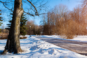 Winter park background, winter alley in the city park in sunny day. Snowy city winter scene