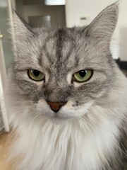 Portrait of a silver tabby siberian cat